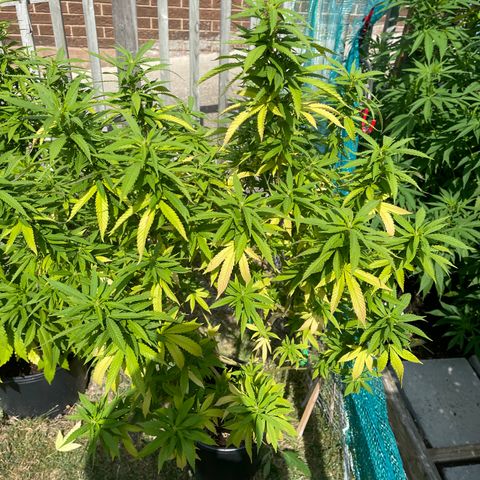 Congo growlog photo: Congo. Blue Cookies, GLF, Blue Cookies 🍪 all clones 2022 summer grow 