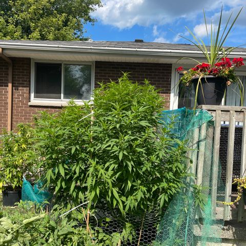 Congo growlog photo: Congo. Blue Cookies, GLF, Blue Cookies 🍪 all clones 2022 summer grow 