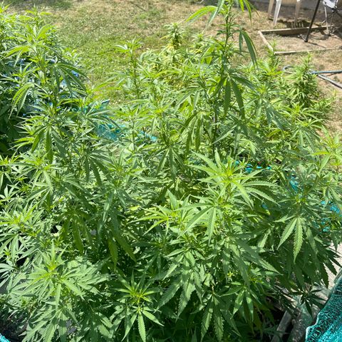 Congo growlog photo: Congo. Blue Cookies, GLF, Blue Cookies 🍪 all clones 2022 summer grow 