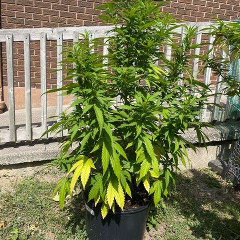 Congo growlog photo: Congo. Blue Cookies, GLF, Blue Cookies 🍪 all clones 2022 summer grow 