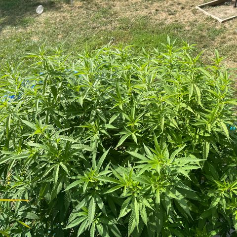 Congo growlog photo: Congo. Blue Cookies, GLF, Blue Cookies 🍪 all clones 2022 summer grow 