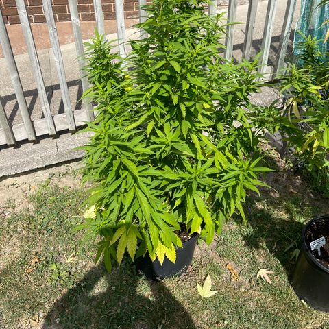 Congo growlog photo: Congo. Blue Cookies, GLF, Blue Cookies 🍪 all clones 2022 summer grow 