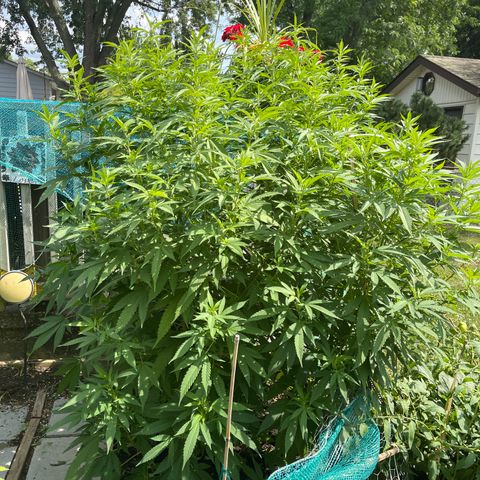 Congo growlog photo: Congo. Blue Cookies, GLF, Blue Cookies 🍪 all clones 2022 summer grow 