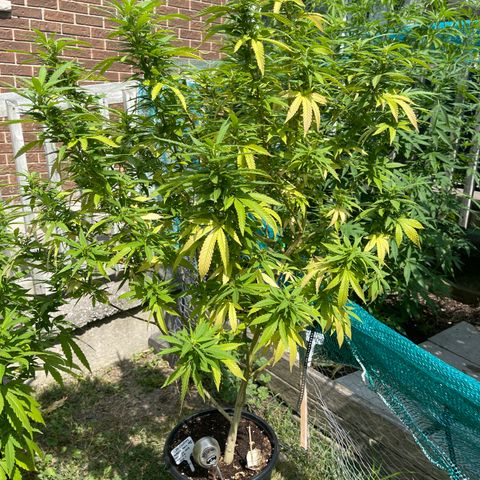 Congo growlog photo: Congo. Blue Cookies, GLF, Blue Cookies 🍪 all clones 2022 summer grow 