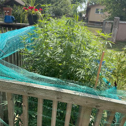 Congo growlog photo: Congo. Blue Cookies, GLF, Blue Cookies 🍪 all clones 2022 summer grow 