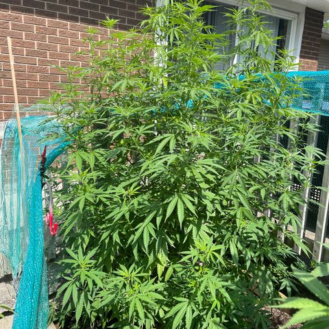 Congo growlog photo: Congo. Blue Cookies, GLF, Blue Cookies 🍪 all clones 2022 summer grow 