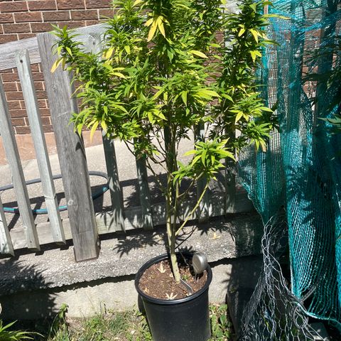 Congo growlog photo: Congo (Sativa) Blue Cookies (Indica Dominant) GLF (Hybrid) Blue Cookies (Indica Dominant) Outdoor Grow 2022! All Photos!!