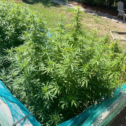 Congo growlog photo: Congo (Sativa) Blue Cookies (Indica Dominant) GLF (Hybrid) Blue Cookies (Indica Dominant) Outdoor Grow 2022! All Photos!!