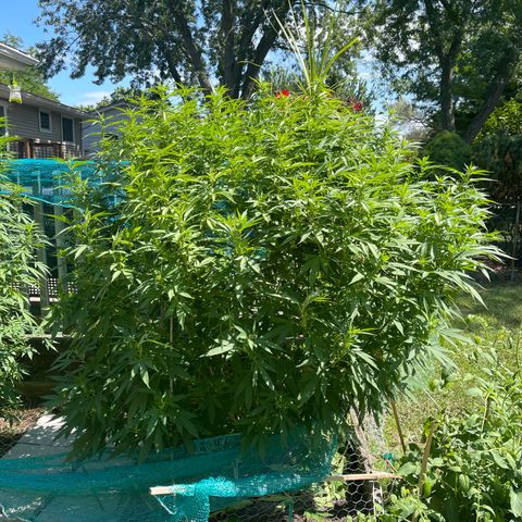 Congo growlog photo: Congo (Sativa) Blue Cookies (Indica Dominant) GLF (Hybrid) Blue Cookies (Indica Dominant) Outdoor Grow 2022! All Photos!!