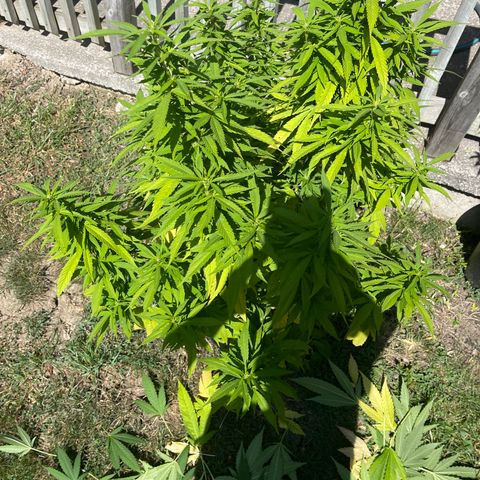 Congo growlog photo: Congo (Sativa) Blue Cookies (Indica Dominant) GLF (Hybrid) Blue Cookies (Indica Dominant) Outdoor Grow 2022! All Photos!!