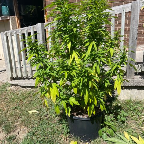 Congo growlog photo: Congo (Sativa) Blue Cookies (Indica Dominant) GLF (Hybrid) Blue Cookies (Indica Dominant) Outdoor Grow 2022! All Photos!!