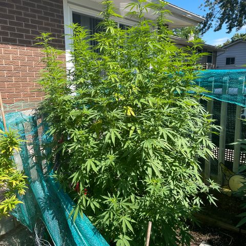 Congo growlog photo: Congo (Sativa) Blue Cookies (Indica Dominant) GLF (Hybrid) Blue Cookies (Indica Dominant) Outdoor Grow 2022! All Photos!!