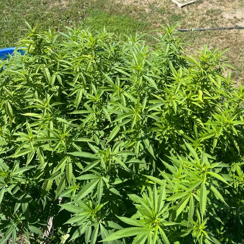 Congo growlog photo: Congo (Sativa) Blue Cookies (Indica Dominant) GLF (Hybrid) Blue Cookies (Indica Dominant) Outdoor Grow 2022! All Photos!!