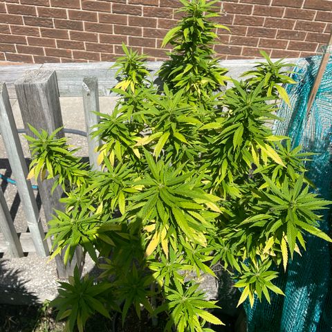 Congo growlog photo: Congo (Sativa) Blue Cookies (Indica Dominant) GLF (Hybrid) Blue Cookies (Indica Dominant) Outdoor Grow 2022! All Photos!!