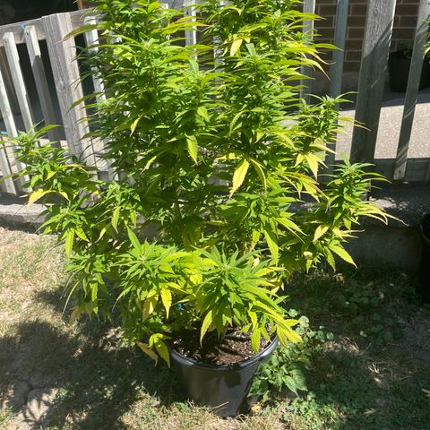 Congo growlog timeline photo