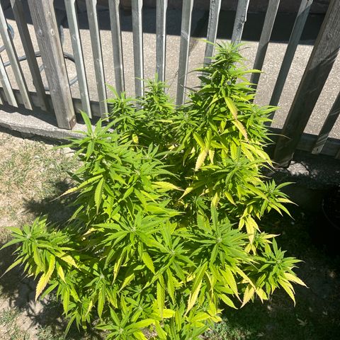 Congo growlog timeline photo