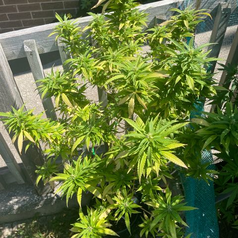 Blue Cookies 🍪  growlog timeline photo