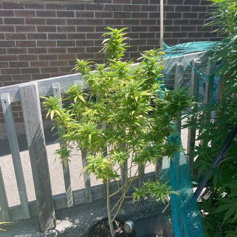 Blue Cookies 🍪  growlog timeline photo
