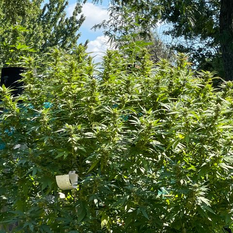 GLF growlog photo: These girls are so strong! Clones from winter ❄️  GLF(Gorilla lemon fire) & Blue Cookies