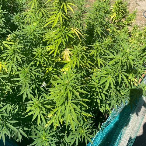 GLF growlog timeline photo