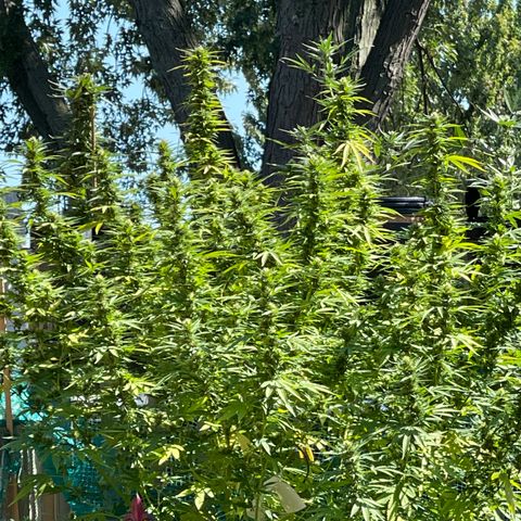 GLF growlog photo: These girls are so strong! Clones from winter ❄️  GLF(Gorilla lemon fire) & Blue Cookies
