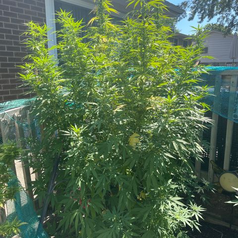 GLF growlog timeline photo