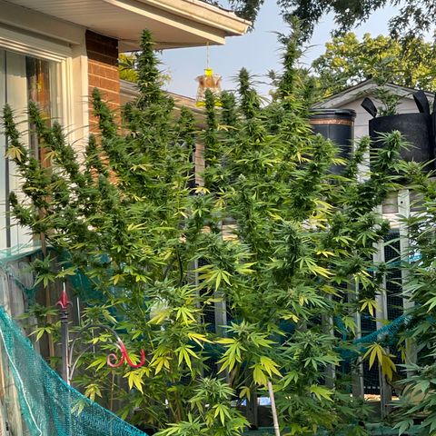 GLF growlog timeline photo