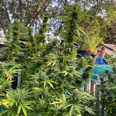 GLF growlog timeline photo