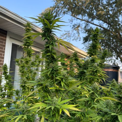 GLF growlog timeline photo