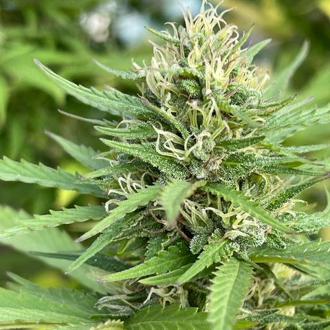 GLF growlog timeline photo