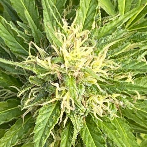 GLF growlog timeline photo