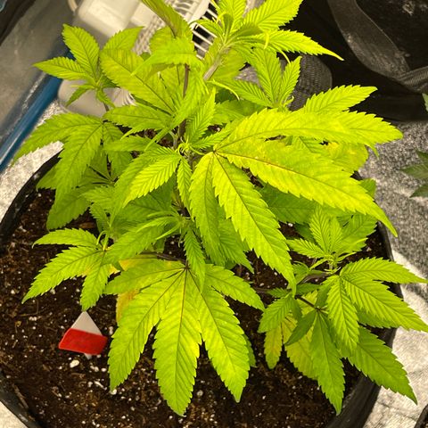 Kushy Kush growlog timeline photo