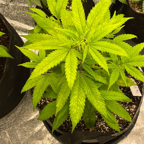Kushy Kush growlog timeline photo
