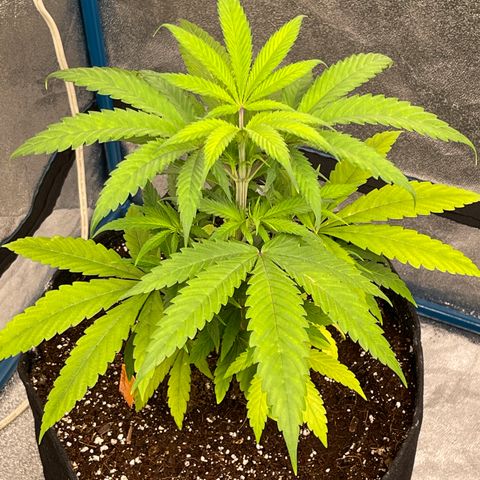 Kushy Kush growlog timeline photo