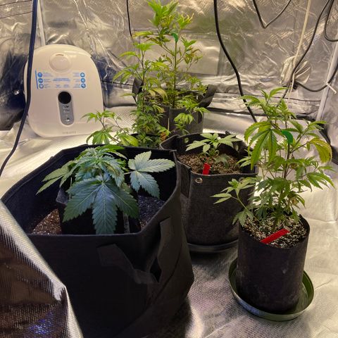 Kushy Kush growlog photo: The two babies are healthy and growing. The kushy Kush is going to be transplanted into a 5 gallon fabric pot! And the Pink Lemonade is now in her final pot. The other three are in flush because of nutrient deficiency. 