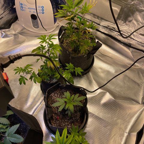 Kushy Kush growlog photo: The two babies are healthy and growing. The kushy Kush is going to be transplanted into a 5 gallon fabric pot! And the Pink Lemonade is now in her final pot. The other three are in flush because of nutrient deficiency. 
