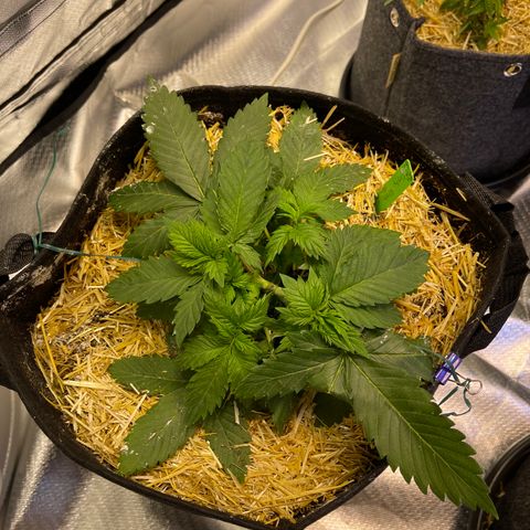 Kushy Kush growlog timeline photo