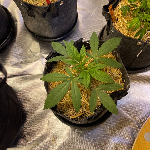 Kushy Kush growlog timeline photo