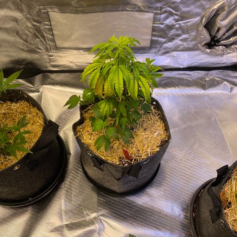 Kushy Kush growlog timeline photo