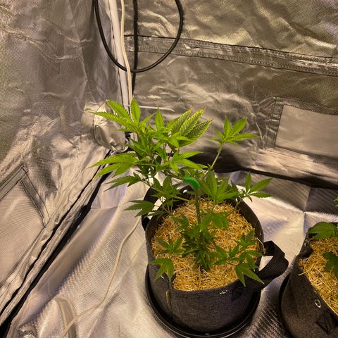 Kushy Kush growlog timeline photo