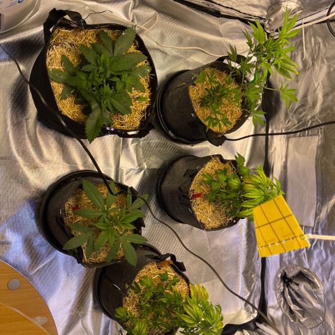 Kushy Kush growlog timeline photo