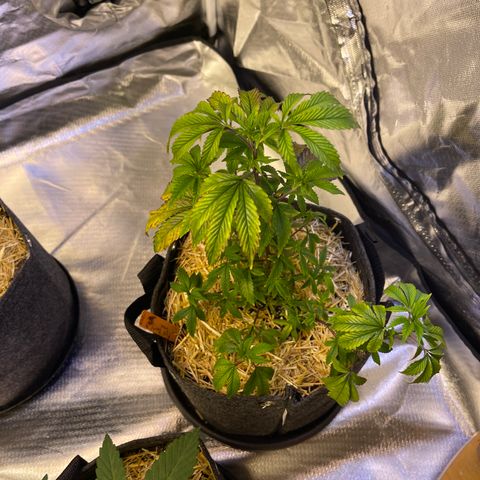 Kushy Kush growlog timeline photo