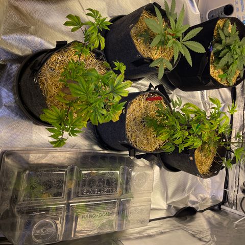 Kushy Kush growlog timeline photo