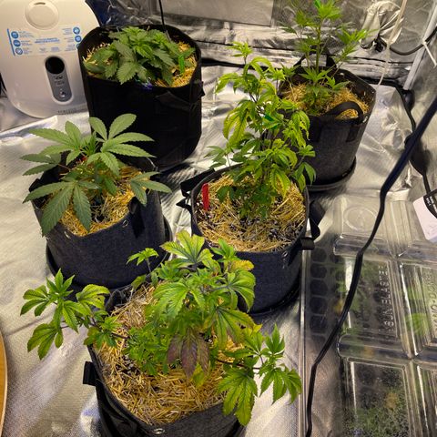 Kushy Kush growlog timeline photo