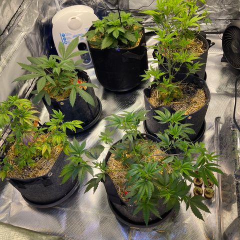 Kushy Kush growlog timeline photo