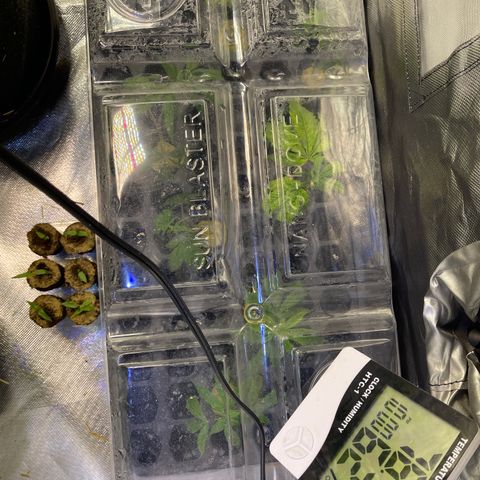 Kushy Kush growlog timeline photo