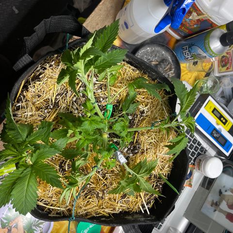 Kushy Kush growlog photo: Did some more LST and some defoliation!