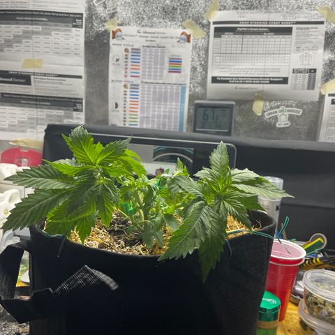 Kushy Kush growlog photo: Did some more LST and some defoliation!
