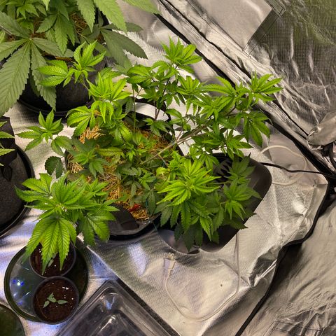 Kushy Kush growlog timeline photo