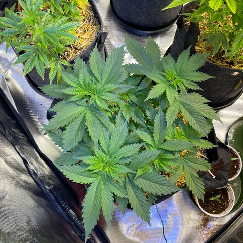 Kushy Kush growlog timeline photo